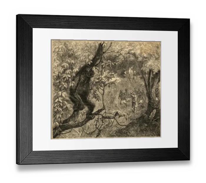 Framed Print : Gorilla Hunted Framed Print : Gorilla Hunted