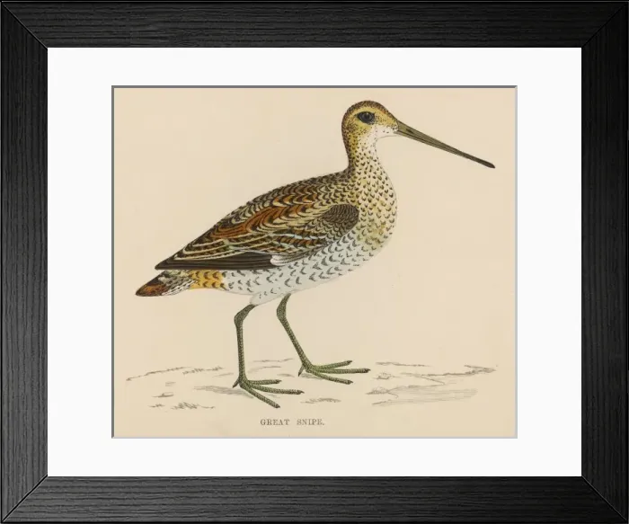 Framed Print : Great Snipe Framed Print : Great Snipe