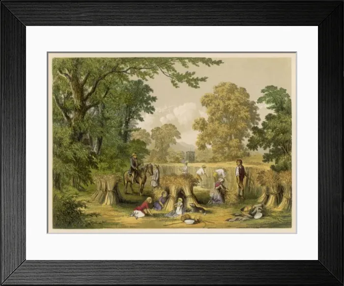 Framed Print : Corn Harvest, Britain Framed Print : Corn Harvest, Britain