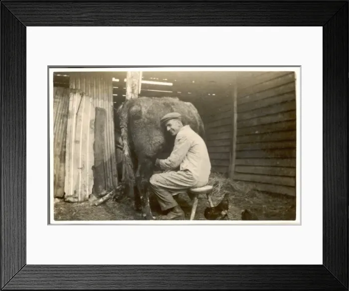 Framed Print : Milking, Photo Framed Print : Milking, Photo