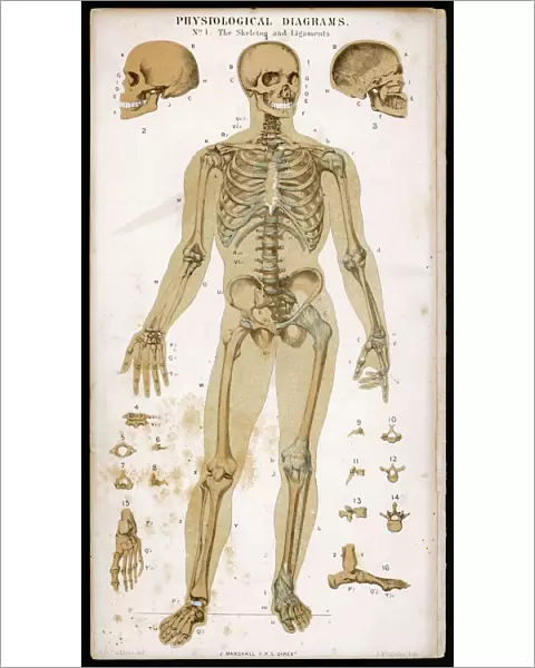 Skeleton & Ligaments
