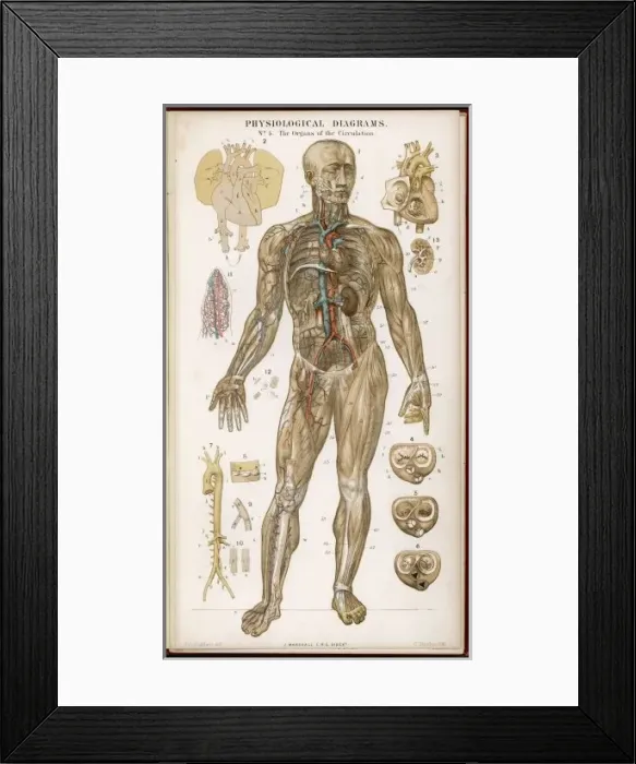 Framed Print : Organs of Circulation Framed Print : Organs of Circulation