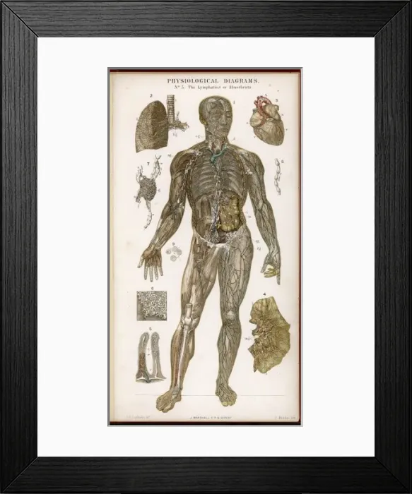 Framed Print : Lymphatics  /  Diagram