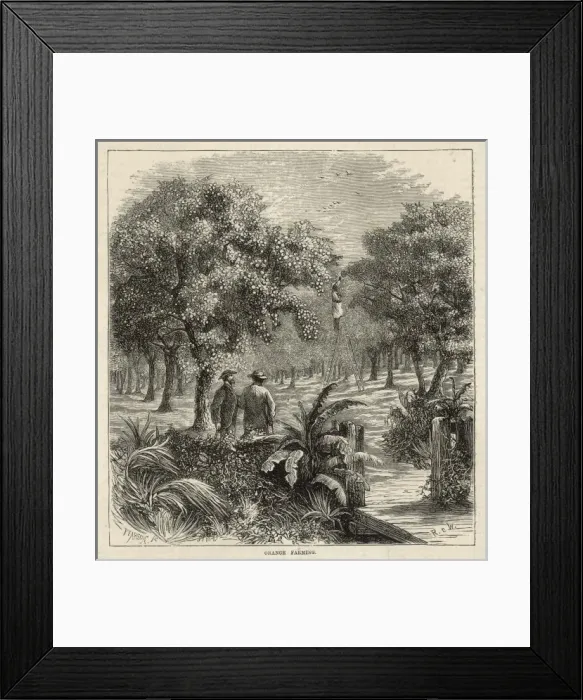 Framed Print : Orange Orchard, Florida Framed Print : Orange Orchard, Florida