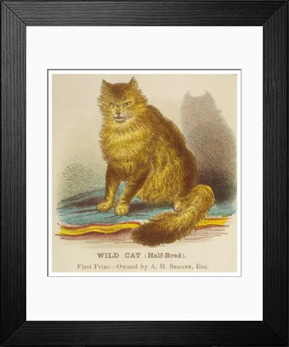 Framed Print : Wild Cat (Half Breed) Framed Print : Wild Cat (Half Breed)