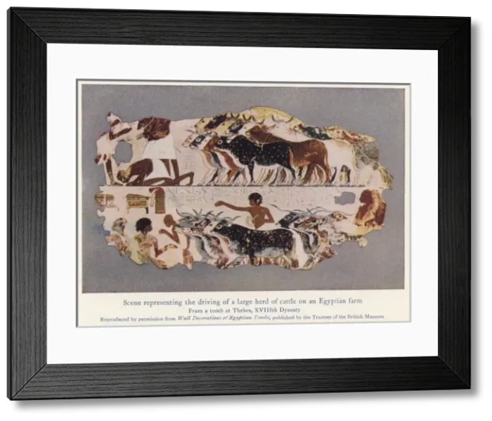 Framed Print : Driving Cattle, Egypt Framed Print : Driving Cattle, Egypt