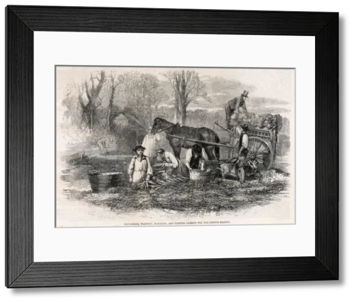 Framed Print : Carrot Production Framed Print : Carrot Production