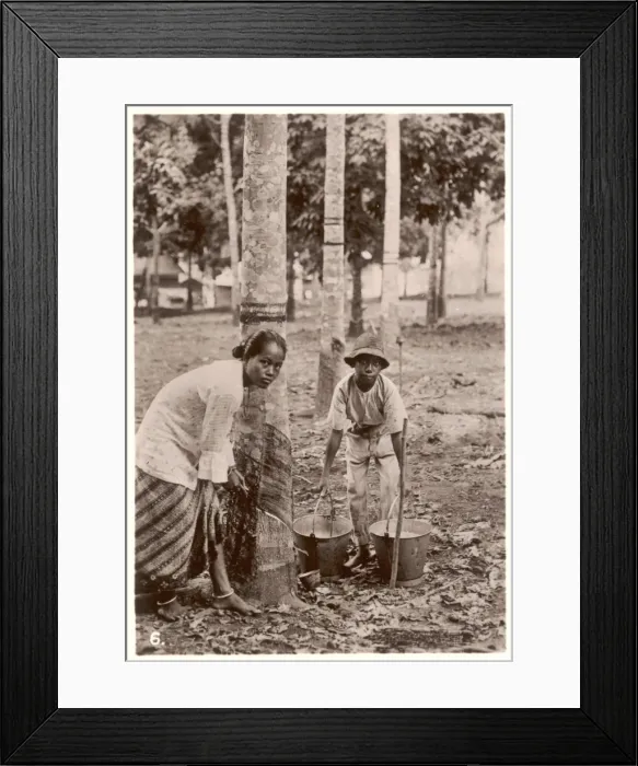 Framed Print : Tapping Rubber Trees Framed Print : Tapping Rubber Trees