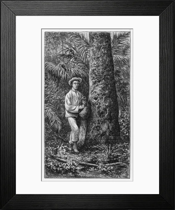 Framed Print : Collecting Latex / Brazil Framed Print : Collecting Latex / Brazil