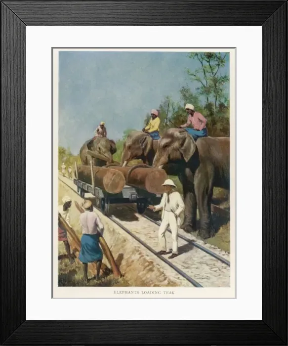 Framed Print : Elephants Loading Teak Framed Print : Elephants Loading Teak