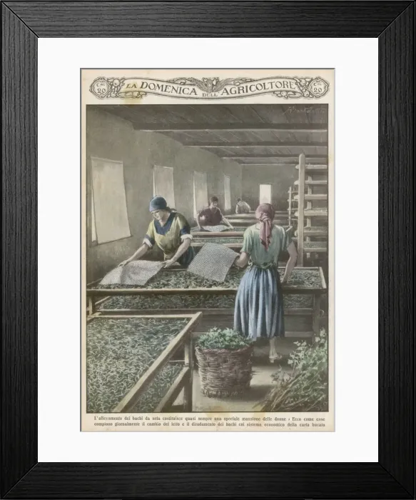 Framed Print : Cultivating Silk Worms Framed Print : Cultivating Silk Worms