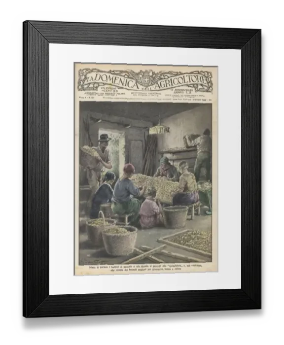 Framed Print : Sorting Silk Cocoons Framed Print : Sorting Silk Cocoons