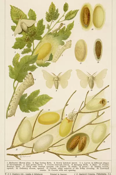 Life Cycle of Silk Worm