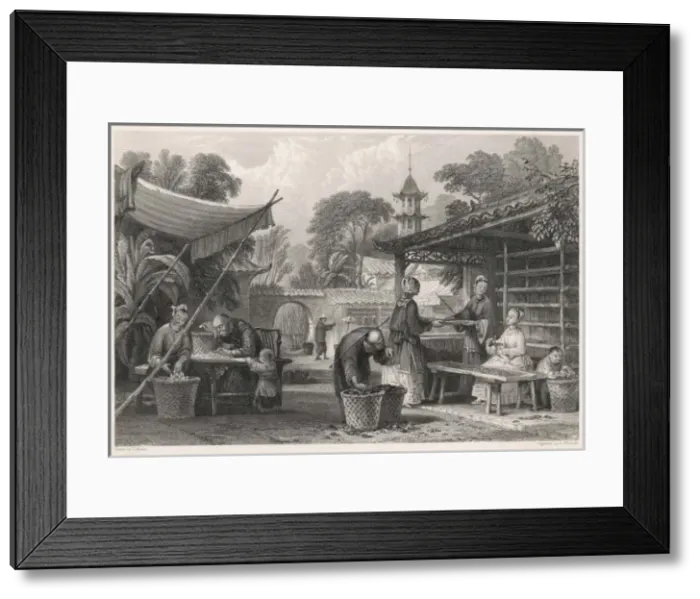 Framed Print : Feeding Silkworms / China Framed Print : Feeding Silkworms / China