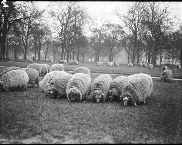 Sheep in Hyde Park