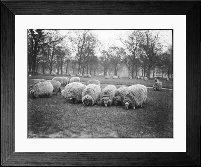 Framed Print : Sheep in Hyde Park Framed Print : Sheep in Hyde Park