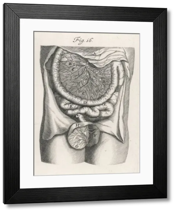 Framed Print : Intestines, C. 17 Framed Print : Intestines, C. 17