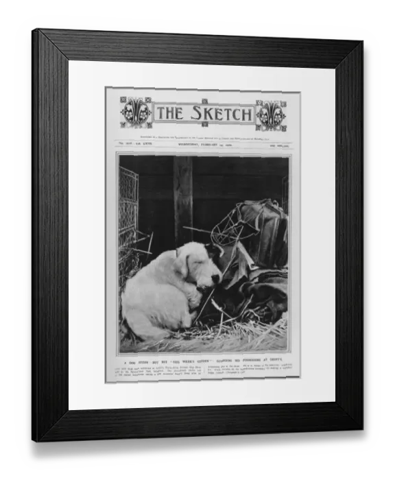 Framed Print : Dog at Crufts Framed Print : Dog at Crufts