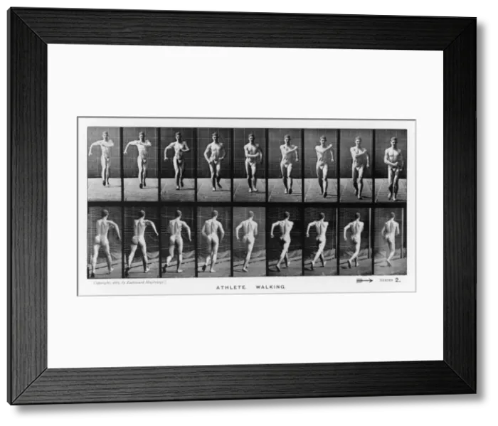 Framed Print : Muybridge - Athlete Walk Framed Print : Muybridge - Athlete Walk