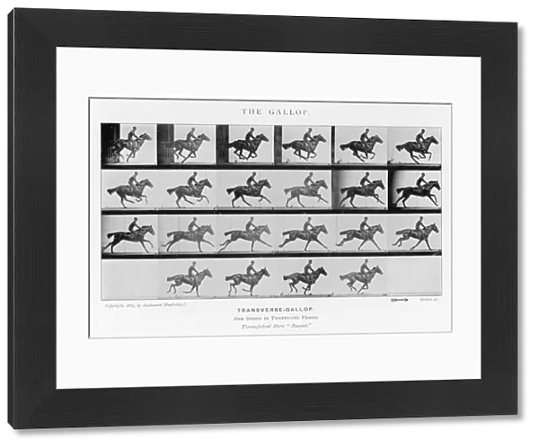 Muybridge - Horse Gallop