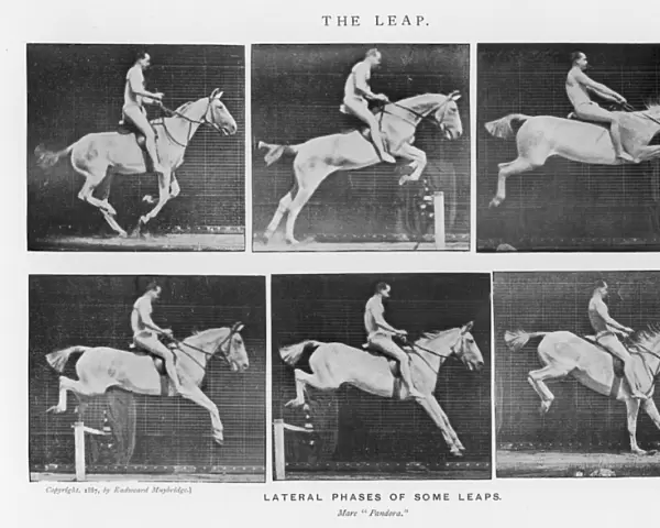 Muybridge - Horse Leap