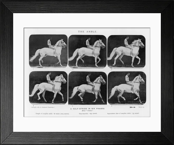Framed Print : Muybridge - Horse Amble Framed Print : Muybridge - Horse Amble