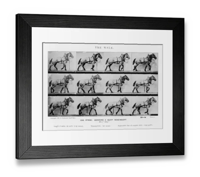 Framed Print : Muybridge - Cart Horse2 Framed Print : Muybridge - Cart Horse2