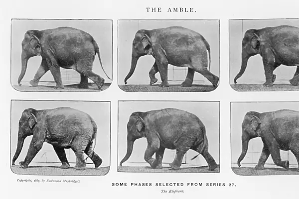 Muybridge - Elephant