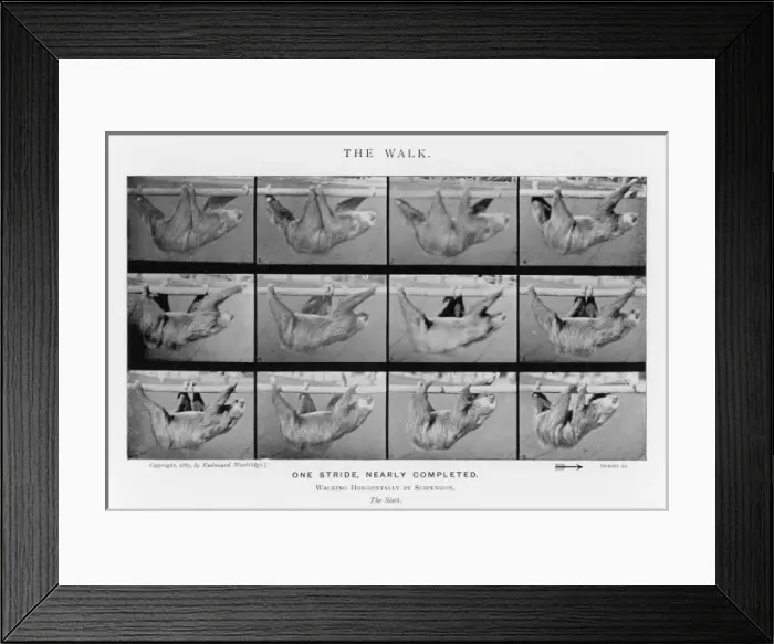 Framed Print : Muybridge - Sloth Framed Print : Muybridge - Sloth