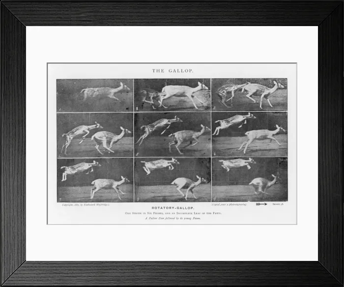 Framed Print : Muybridge - Deer Framed Print : Muybridge - Deer