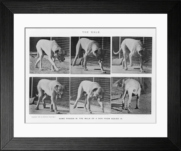 Framed Print : Muybridge - Dog Framed Print : Muybridge - Dog