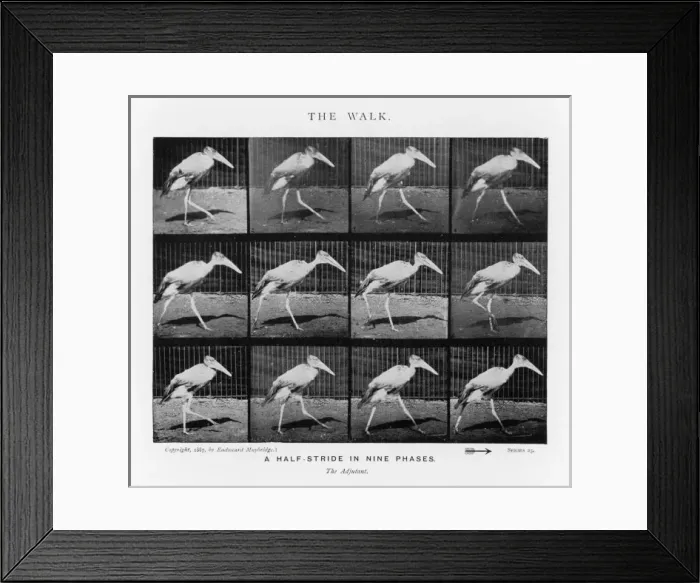 Framed Print : Muybridge - Adjutantbird