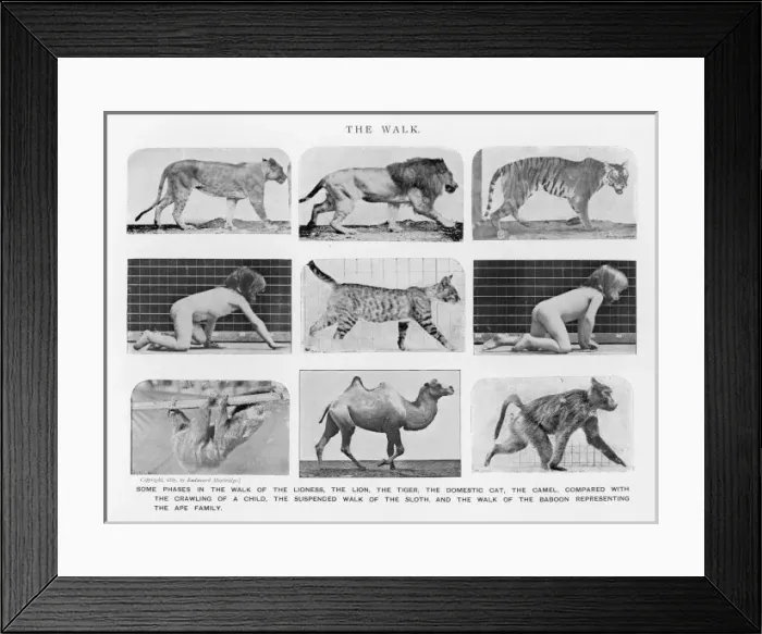 Framed Print : Muybridge -Various Walk Framed Print : Muybridge -Various Walk