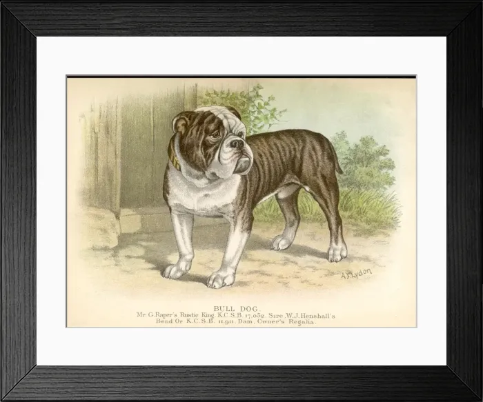 Framed Print : Bulldog / Dalziel Framed Print : Bulldog / Dalziel