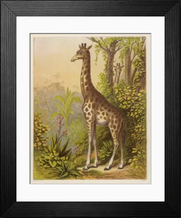 Framed Print : Giraffe (Kronheim) Framed Print : Giraffe (Kronheim)