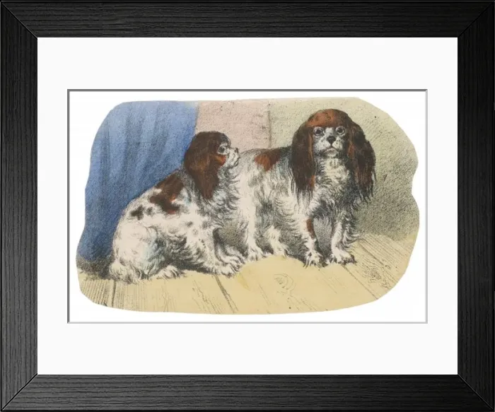 Framed Print : K C Spaniel Scrap Framed Print : K C Spaniel Scrap