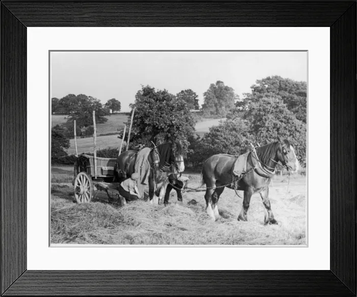 Framed Print : Harvesting 1930S Framed Print : Harvesting 1930S