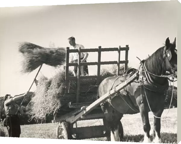 Harvesting Sussex 1940S