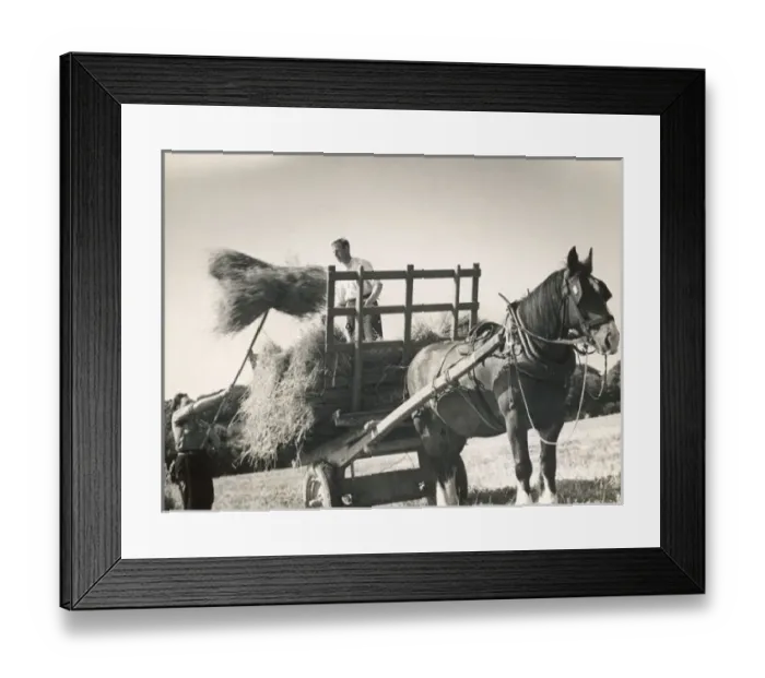 Framed Print : Harvesting Sussex 1940S Framed Print : Harvesting Sussex 1940S