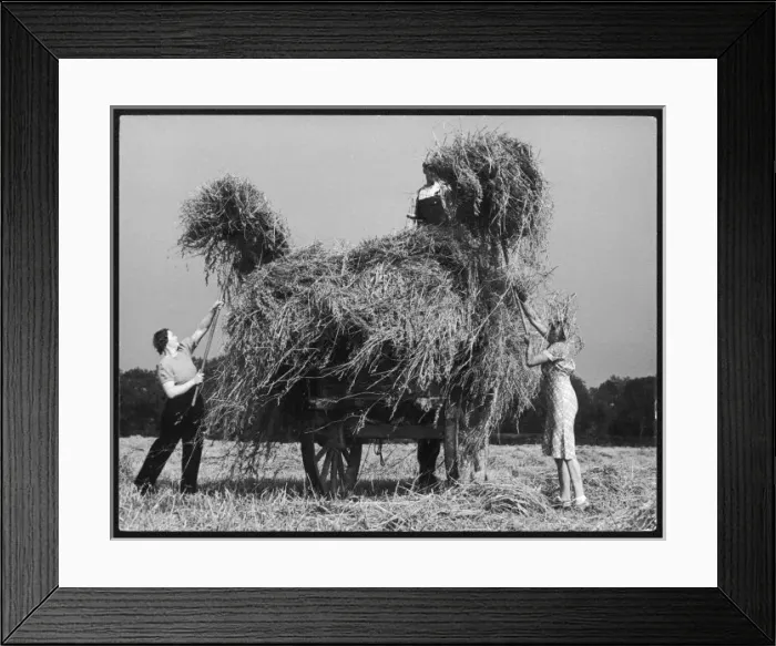 Framed Print : Cheshire Oat Harvest Framed Print : Cheshire Oat Harvest