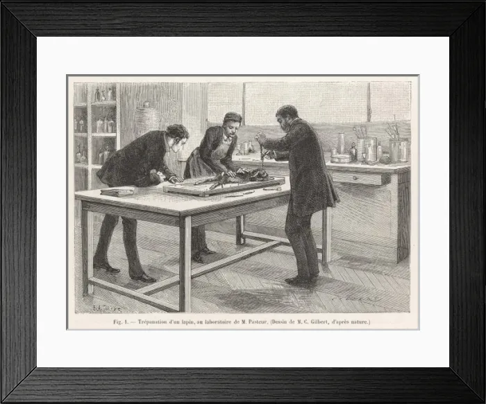 Framed Print : Pasteur Trepans Rabbit Framed Print : Pasteur Trepans Rabbit