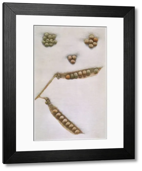 Framed Print : Mendel / Inheritance / Peas Framed Print : Mendel / Inheritance / Peas