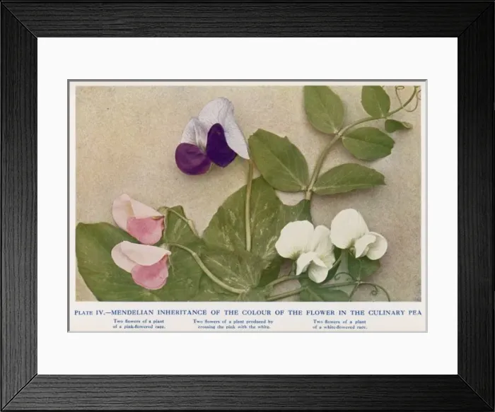 Framed Print : Mendel / Inheritance / Peas Framed Print : Mendel / Inheritance / Peas