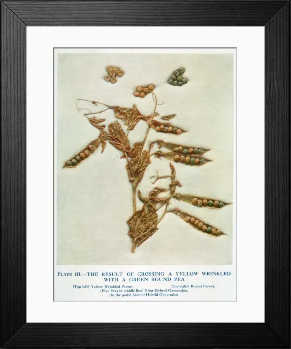 Framed Print : Mendel / Inheritance / Peas Framed Print : Mendel / Inheritance / Peas