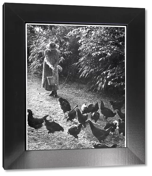Woman Feeds Chickens