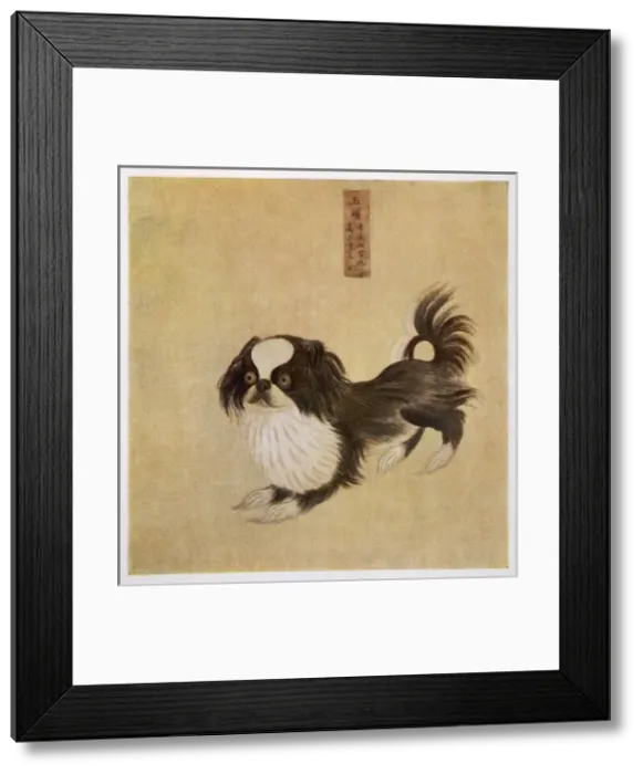 Framed Print : Pekingese Chinese Framed Print : Pekingese Chinese