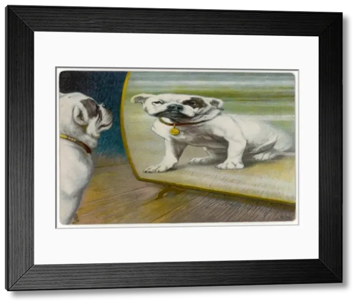 Framed Print : Bulldog Distorted - 3 Framed Print : Bulldog Distorted - 3