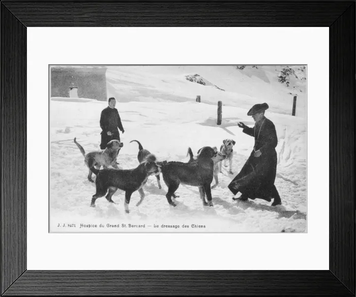 Framed Print : Training St Bernards Framed Print : Training St Bernards