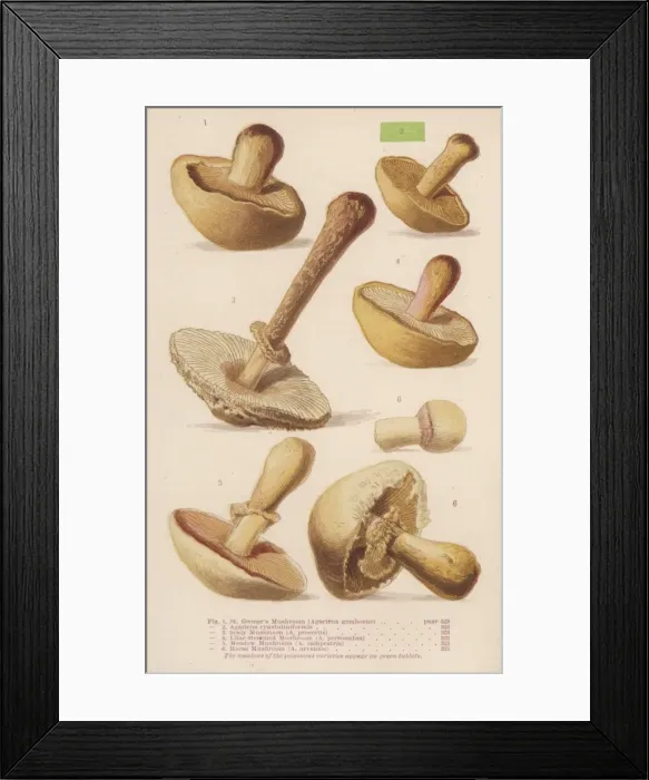 Framed Print : Mushrooms Walsh 1-6 1873 Framed Print : Mushrooms Walsh 1-6 1873
