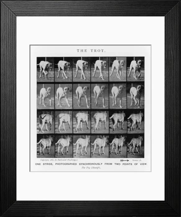 Framed Print : Muybridge - Dog Trot Framed Print : Muybridge - Dog Trot